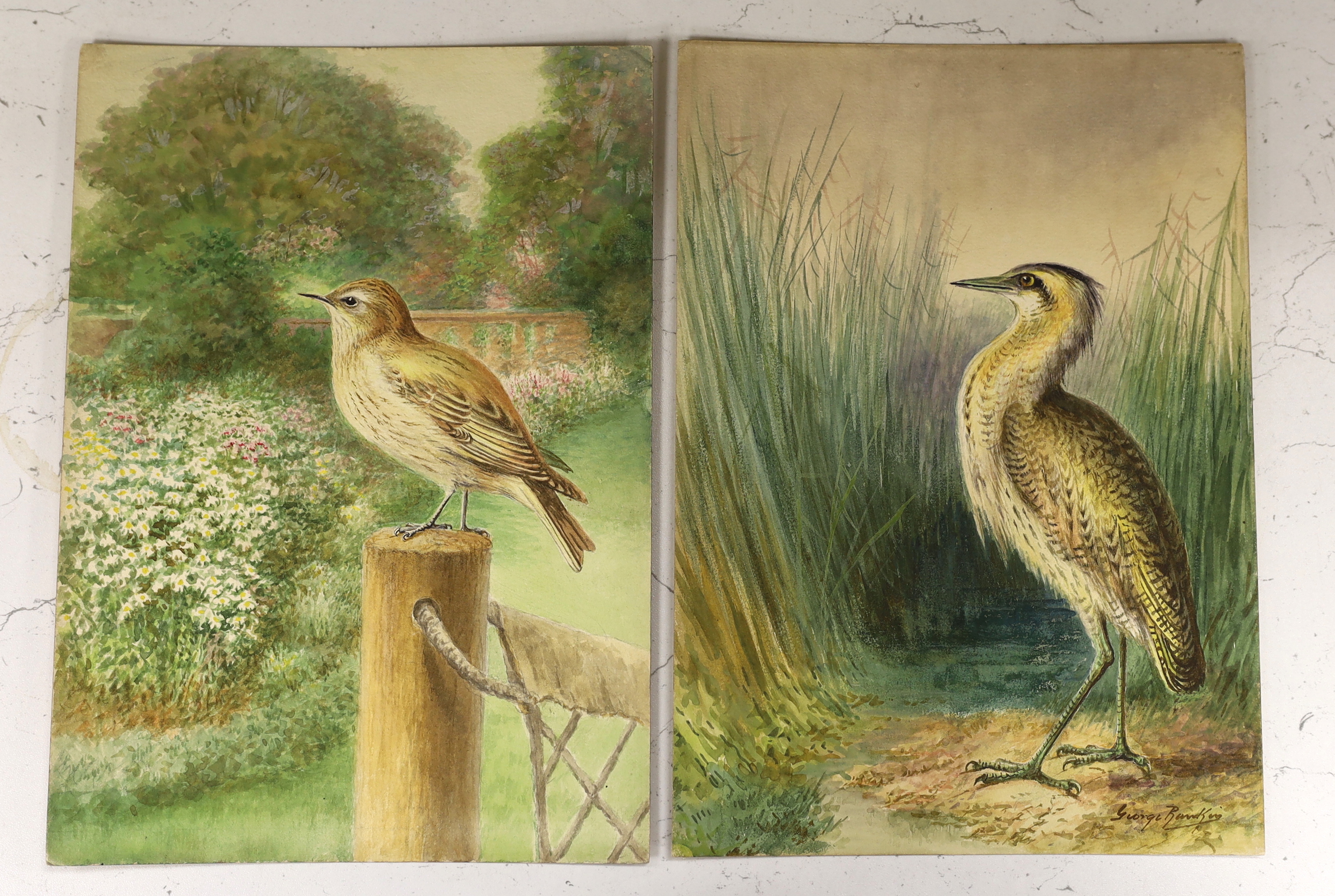 George Rankin (1864-1937), four original watercolours on card for postcard designs, ‘Bittern’, ‘Moorhen’, ‘Flycatcher’ & ‘Redwing’ three signed, unframed, 27 x 19cm